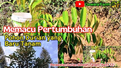 Tips Memacu Pertumbuhan Tanaman Durian Perawatan Durian Setelah