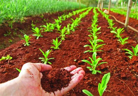 El Suelo Tesoro De Biodiversidad Verde Y Azul