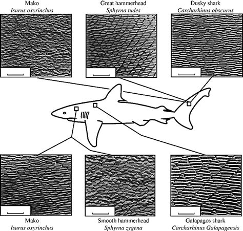 1 Shark skin (source: | Download Scientific Diagram