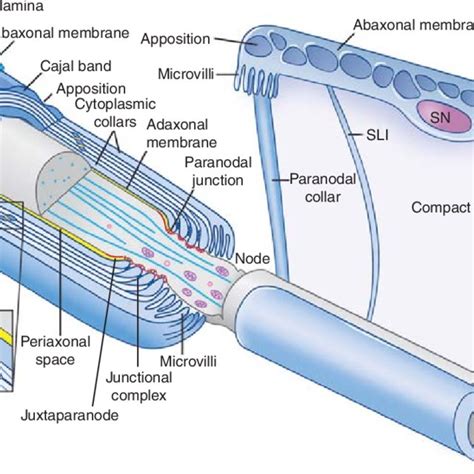 Transcriptional Cascade Of Myelination Expression Of Tfs At Different