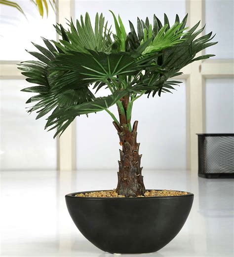 Buy Polyester Green Bismarckia Bonsai With Ceramic Pot Artificial