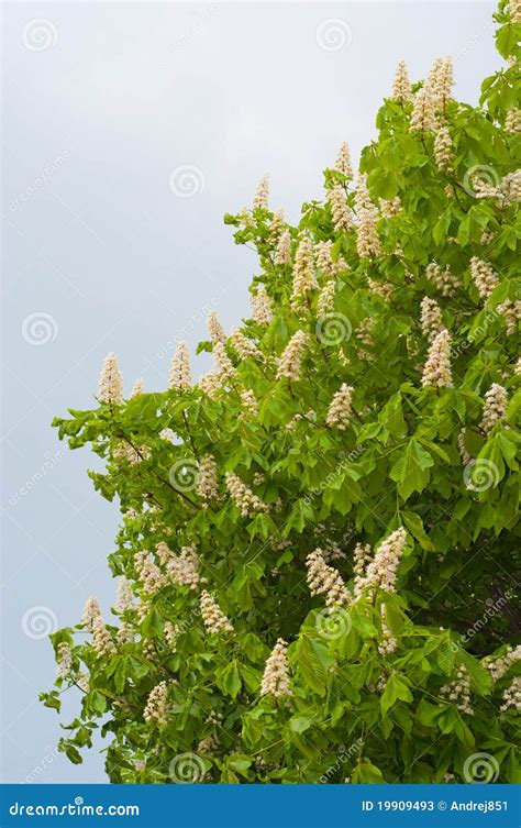 Flowers Of White Chestnut Tree On Sky Stock Photos - Image: 19909493