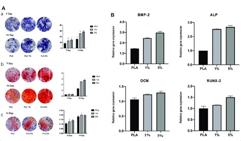 A Evaluation Of Osteogenic Differentiation Of Hbmscs Cultured With