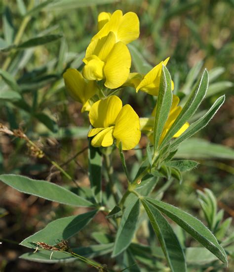 Thermopsis lanceolata - Изображение особи - Плантариум
