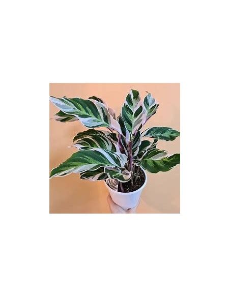 Calathea White Fusion Plant Online Nursery