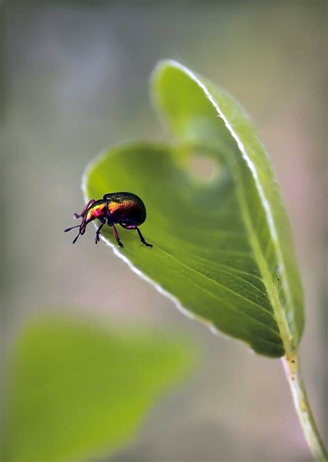 Insect Macro Insects Free Photo On Pixabay Pixabay