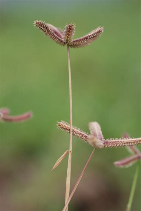 West African Plants A Photo Guide Dactyloctenium Aegyptium L Willd