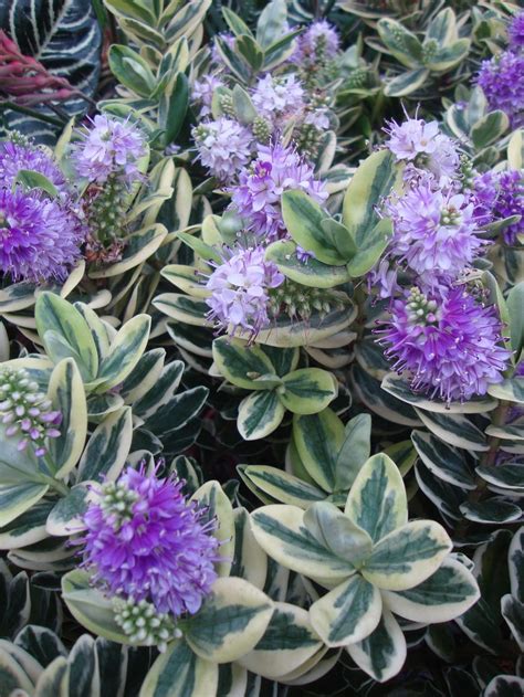 Hebe Veronica X Franciscana Variegata In The Veronicas Database