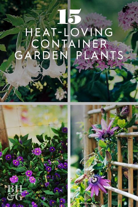 15 Container Garden Plants That Can Stand The Heat Heat Tolerant Plants Porch Plants Shade