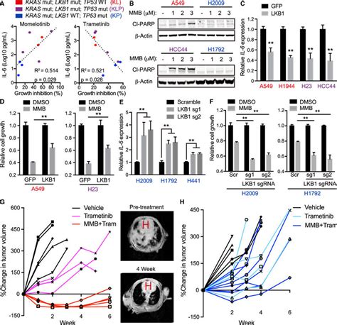 Lkb Regulates Innate Immune Signaling And Sensitivity To Mmb Mek