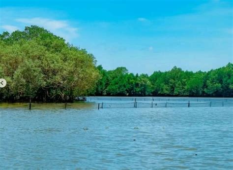 Menikmati Rimbunnya Mangrove Di Hutan Payau Tritih Tempat Liburan