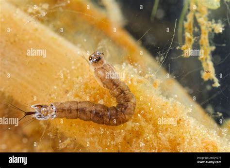 Meniscus Midge Larva Dixidae Stock Photo Alamy