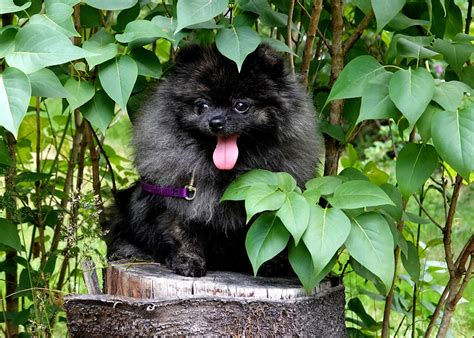 black tongue in dogs due to deficiency of 3