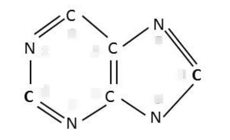 Nitrogenous base Diagram | Quizlet