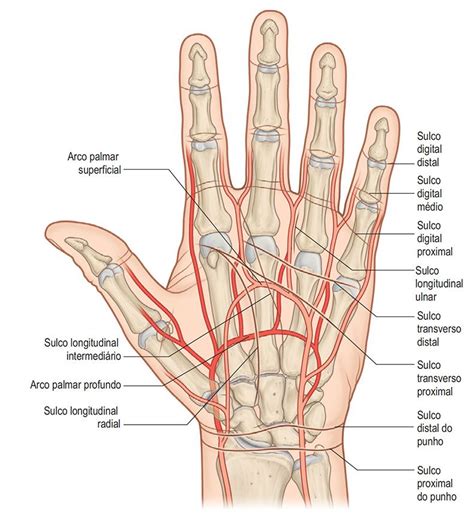 Artérias da Mão e Arco Palmar Medical anatomy Medical illustration