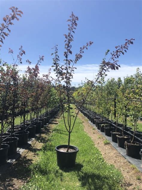 Purple Leaf Plum — Urban Tree Growers