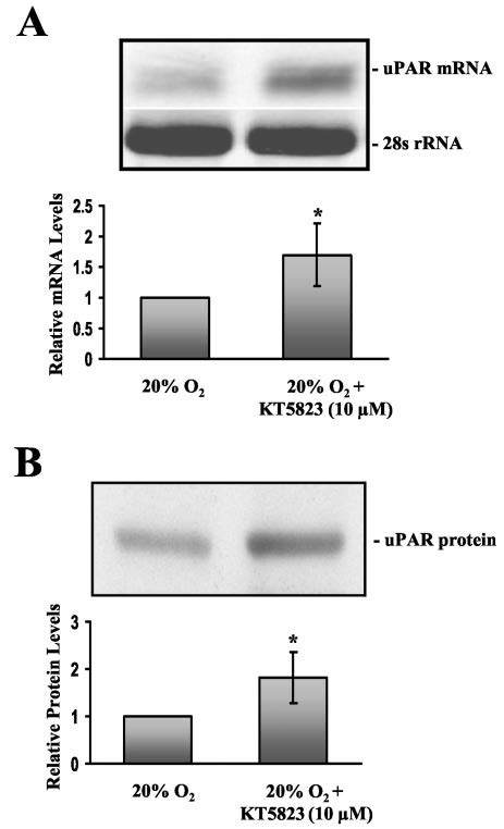 Effect Of Pkg Inhibition On Upar Expression In Mda Mb Breast