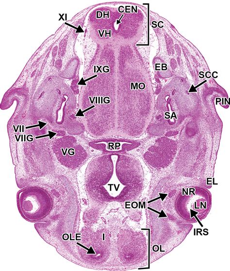 Histology Atlas Of The Developing Prenatal And Postnatal Mouse Central