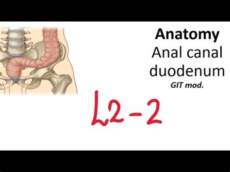 L2 Anatomy Duodenum Anal Canal Part 2 GIT42 YouTube