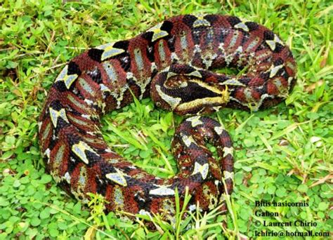 Bitis Nasicornis The Reptile Database