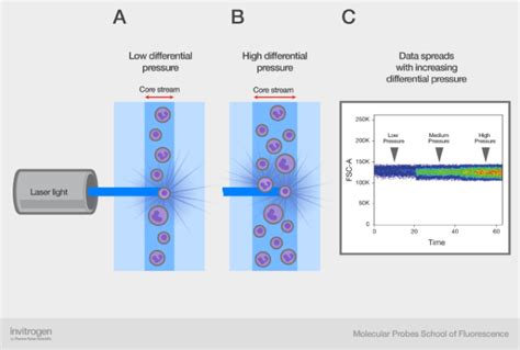 Fluidics Of A Flow Cytometer Thermo Fisher Scientific Us