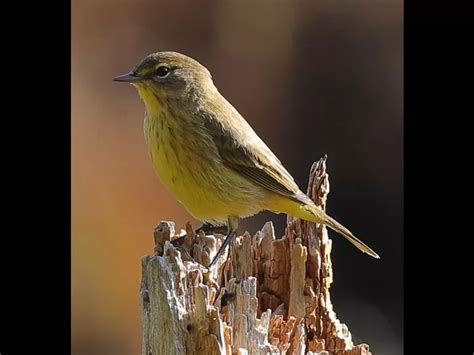 Birds At Assabet River National Wildlife Refuge Sudbury Valley Trustees