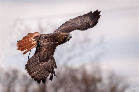 Talon, Red-tailed Hawk – Hawk Creek Wildlife Center