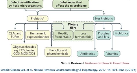 Implications of the new consensus definition of prebiotics - Gut ...