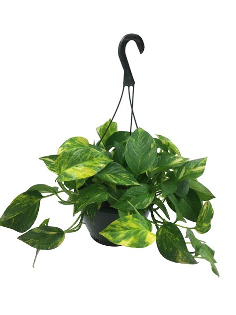 8in Hanging Basket Golden Pothos Masson Farms Of New Mexico