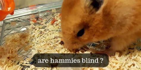 How To Know When Your Hamster S Fully Grown All Breeds