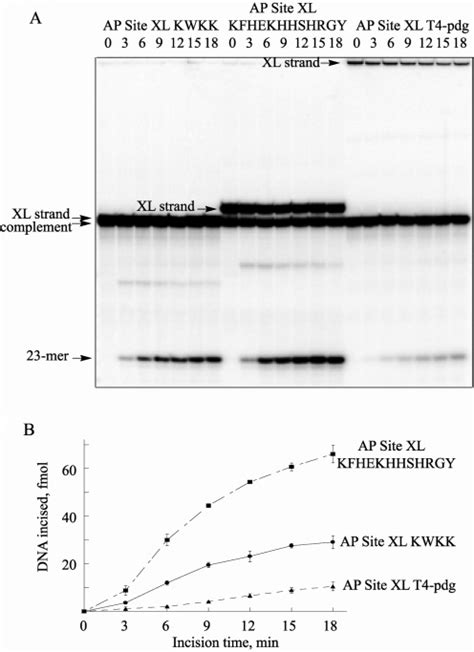 Kinetics Of Incision By UvrABC Proteins On The 5 Terminally Labeled AP