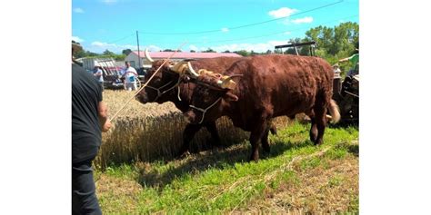 Les Abrets en Dauphiné La Fête de la batteuse est de retour dimanche