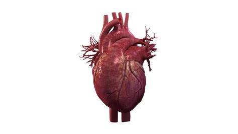 Human heart animation 3D model - TurboSquid 1473267