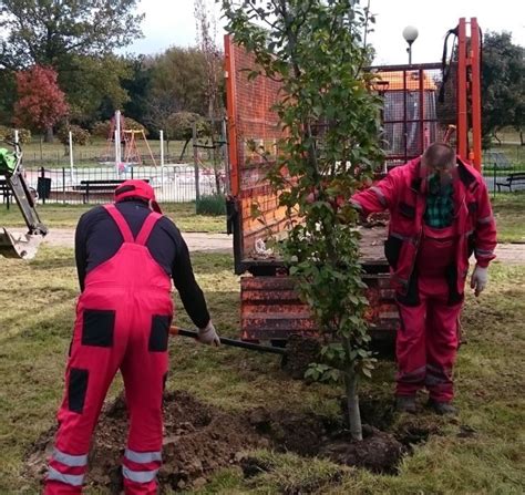 Kilkaset nowych drzew i krzewów zostanie zasadzonych w Radomiu Sprawdź