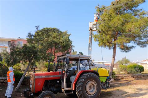 Gazimağusada çam kese böceği ile mücadele özel mülklerde de devam