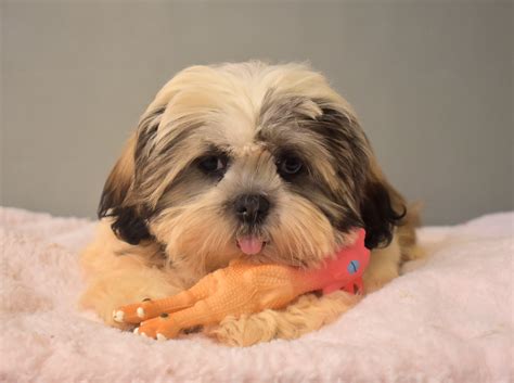 Shih Tzu Éleveur de chiens Houssin Kuurne Chiots à vendre plus de