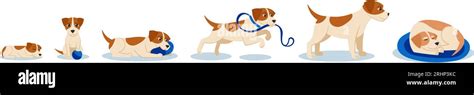 Cartoon Dog Life Stages Cute Puppy Adult And Senior Dog Beagle Pet