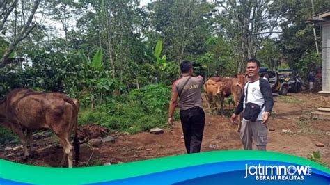 Ekor Sapi Hasil Curian Dari Jombang Ditemukan Di Probolinggo