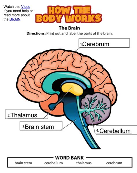 Parts Of The Brain Worksheet Grade 6