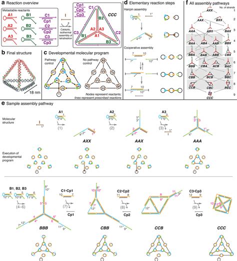 Catalytic Self Assembly Of A Dna Tetrahedron A Overview Of The Download Scientific Diagram