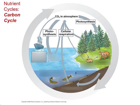 Carbon Cycle Diagram Quizlet