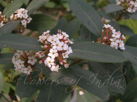 Acokanthera Oppositifolia Poison Bush