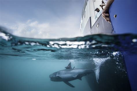 OCEARCH Launches Meet a Shark Sweepstakes, Giving individuals the opportunity to Join Them on An ...