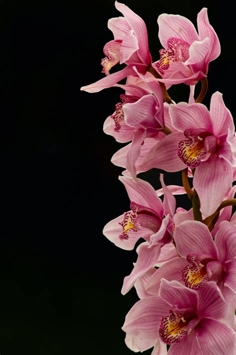 Como salvar orquídea doente Saiba identificar problemas e o que fazer