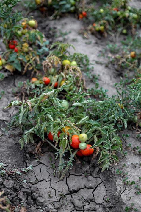 Premium Photo | Ripe red tomatoes on a withered bush in the vegetable