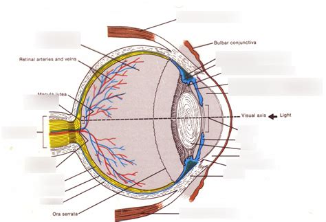 Anatomy Of The Eye Diagram Quizlet