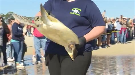 Green Sea Turtles Released In Gulf Of Mexico From Florida Shore Wsvn