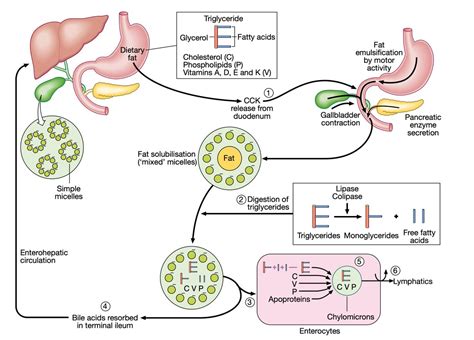 Keith Siau On Twitter Fat Absorption 4KMedEd GITwitter Via