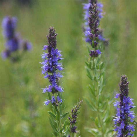 Gardening 101 Hyssop Gardenista