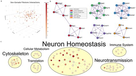 Ijms Free Full Text Respirasome Proteins Are Regulated By Sex Hormone Interactions In The Brain